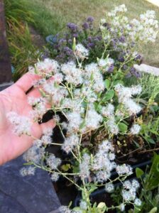 Seed Saving: Fun, Easy and a Cost Saver Image